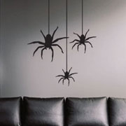 Spiders