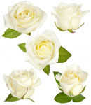 Розы-бутоны белые
