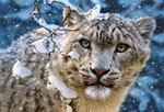 Снежный леопард (1500 шт)
